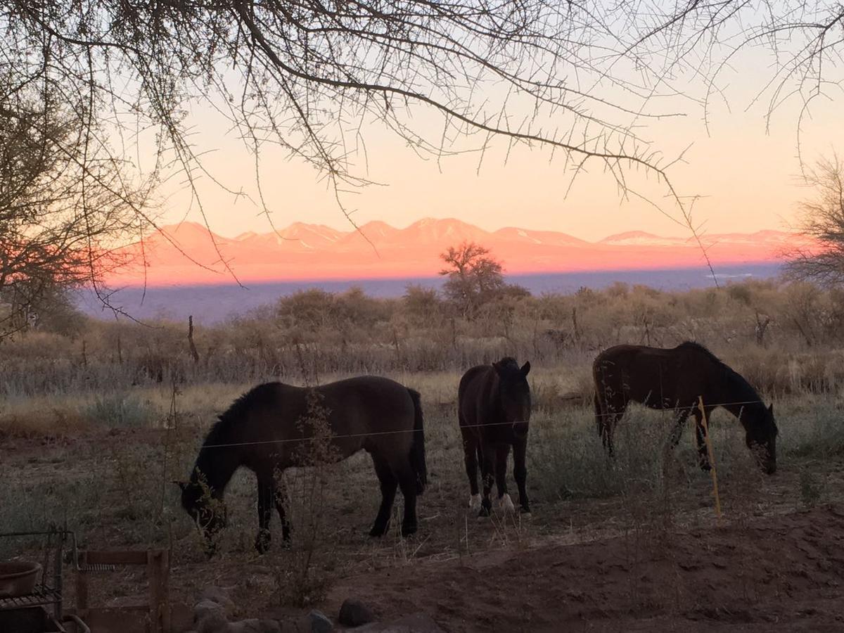 Andes Nomads Desert Camp & Lodge سان بيدرو دي أتاكاما المظهر الخارجي الصورة